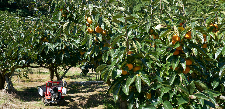 Tanaka Grape Garden