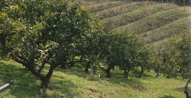 PRODUCTS - CITRUS FRUITS