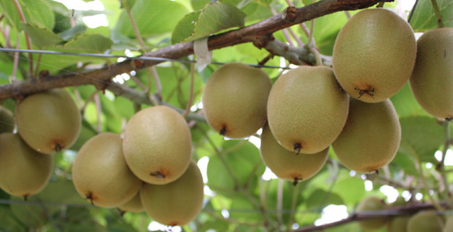 PRODUCTS - KIWIFRUITS