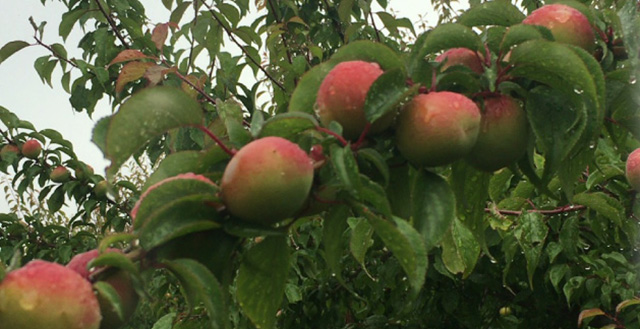 PRODUCTS - UME (Japanese Apricot)